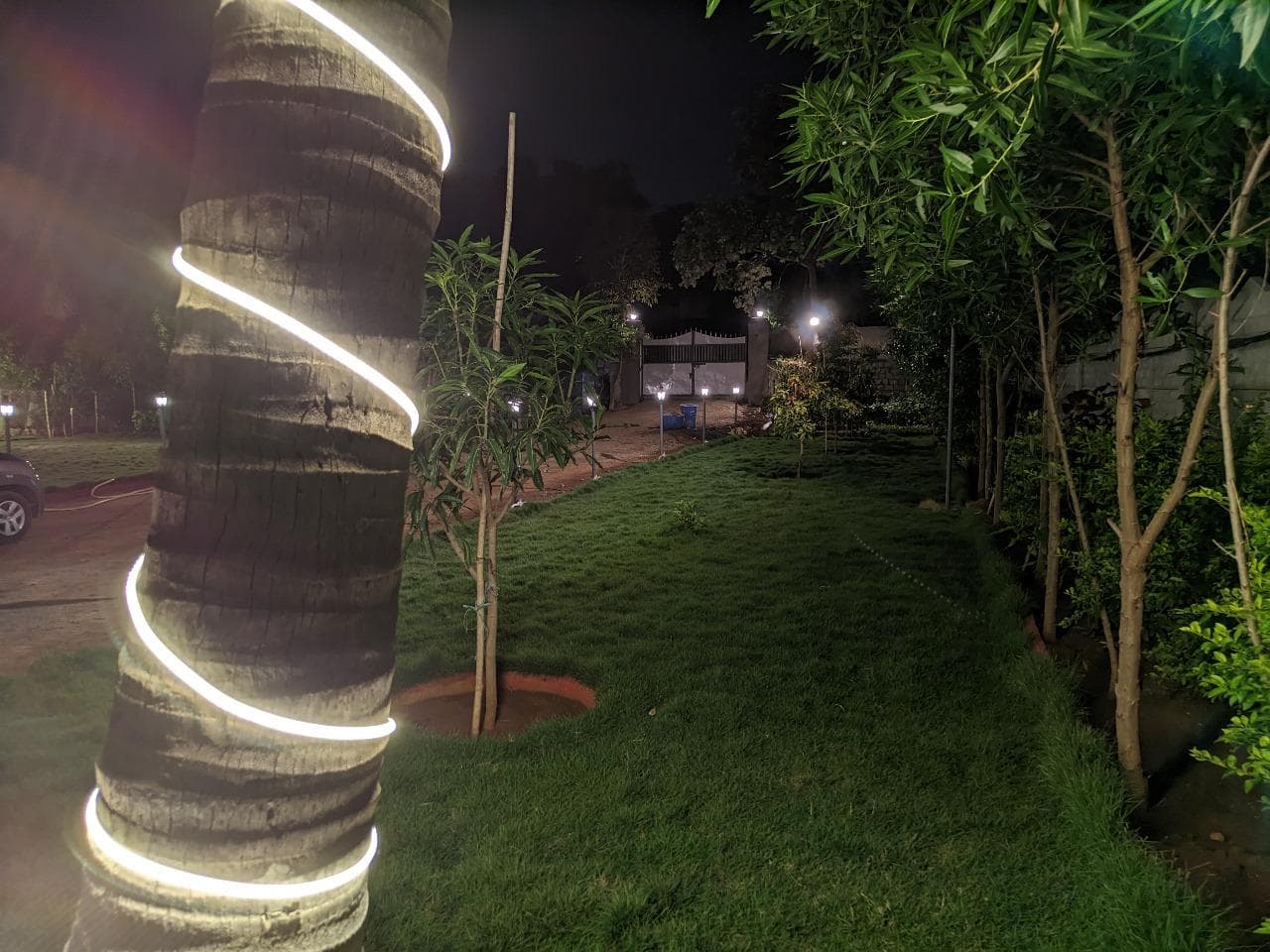 Palm trees with spiral lighting